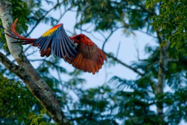 Centro Ecoturístico Las Guacamayas